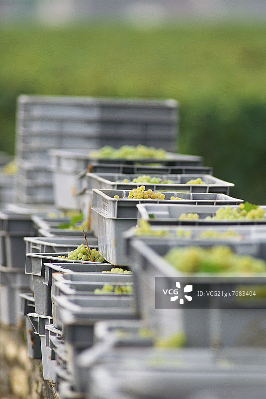 勃艮第地区，箱子里新鲜采摘的霞多丽葡萄图片素材