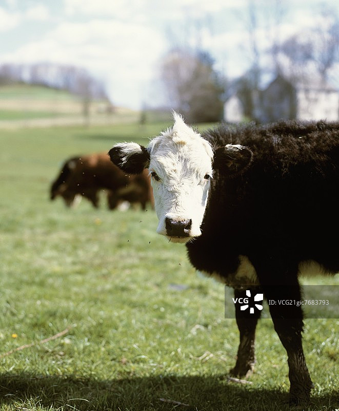 海福特母牛图片素材