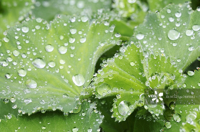 女士披肩上的水滴图片素材