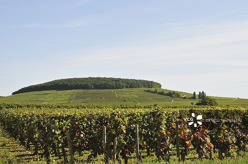葡萄产区佩尔南-韦热莱斯图片素材