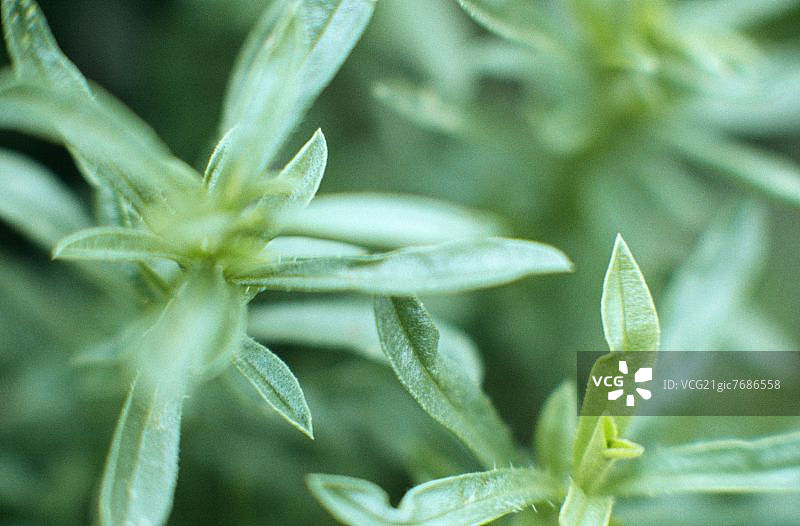 新鲜牛膝草图片素材