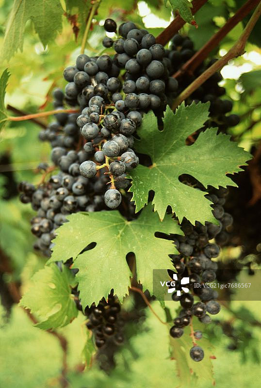 意大利加尔达湖的梅洛葡萄图片素材