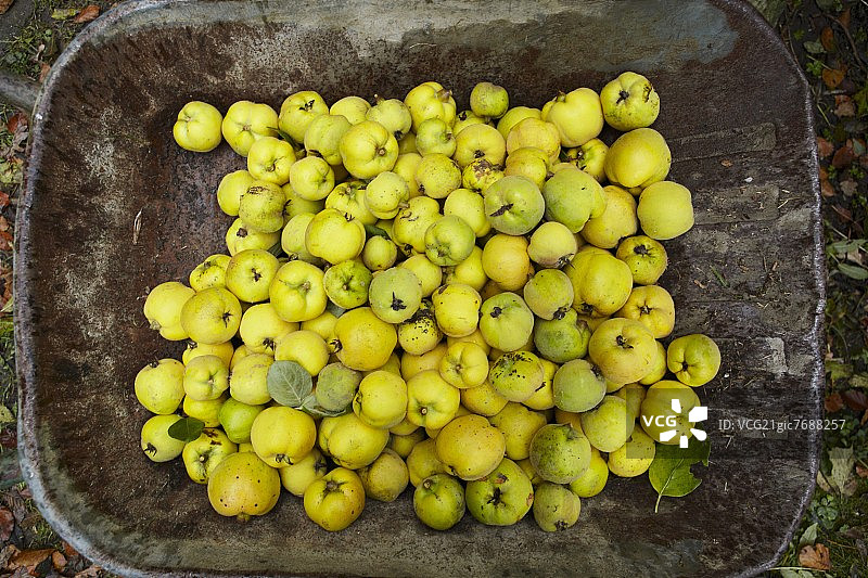 俯视装满新鲜采摘的木梨的独轮车图片素材