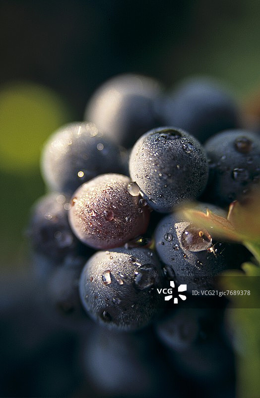 法国阿尔萨斯莫根陶的黑皮诺葡萄图片素材