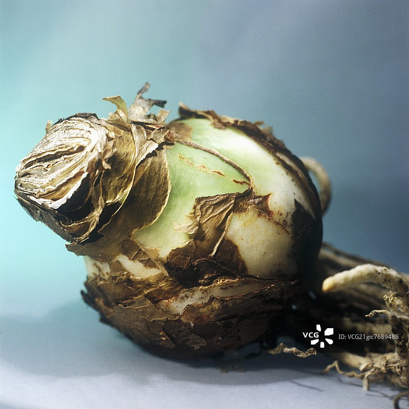 孤挺花球茎图片素材