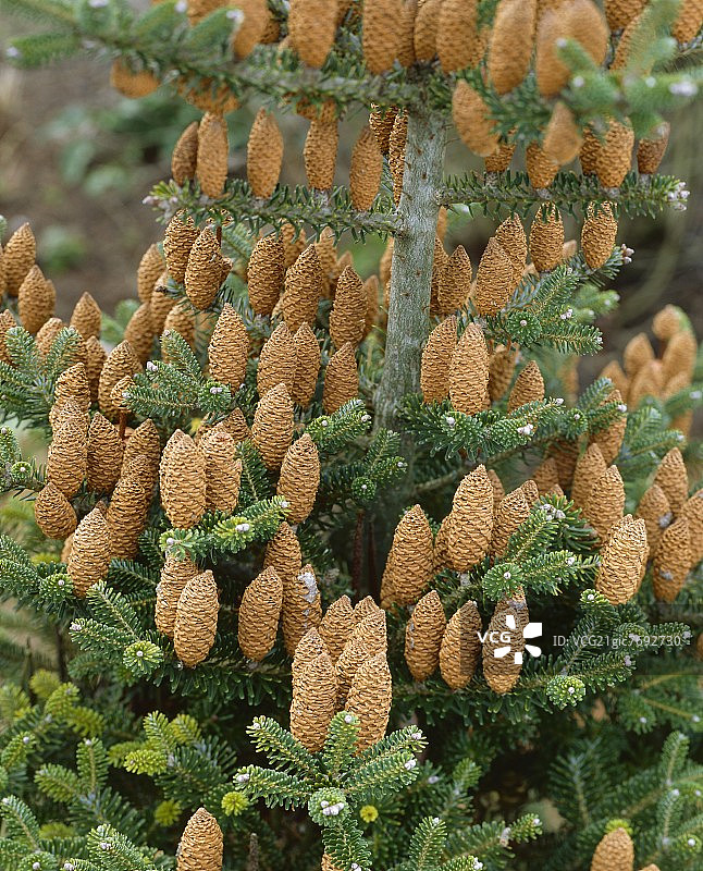 带有球果的韩国冷杉图片素材