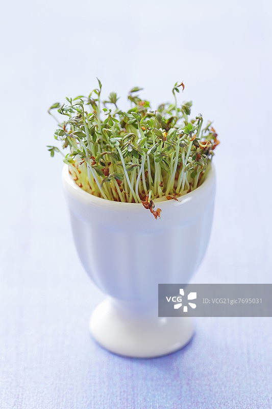 蛋杯中的水芹苗图片素材