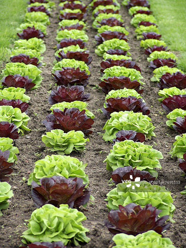 生菜领域图片素材