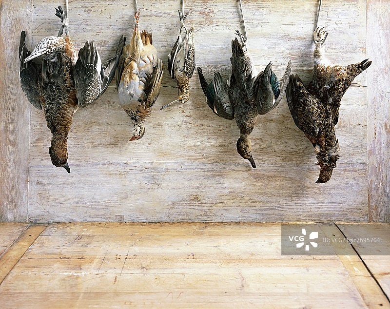 未拔毛的悬挂猎鸟图片素材