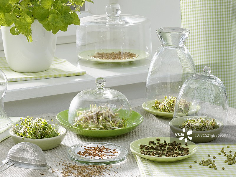 厨房窗户旁各种发芽的种子图片素材