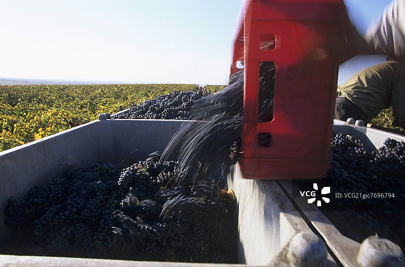 罗马尼亚奥普里索的葡萄采摘图片素材