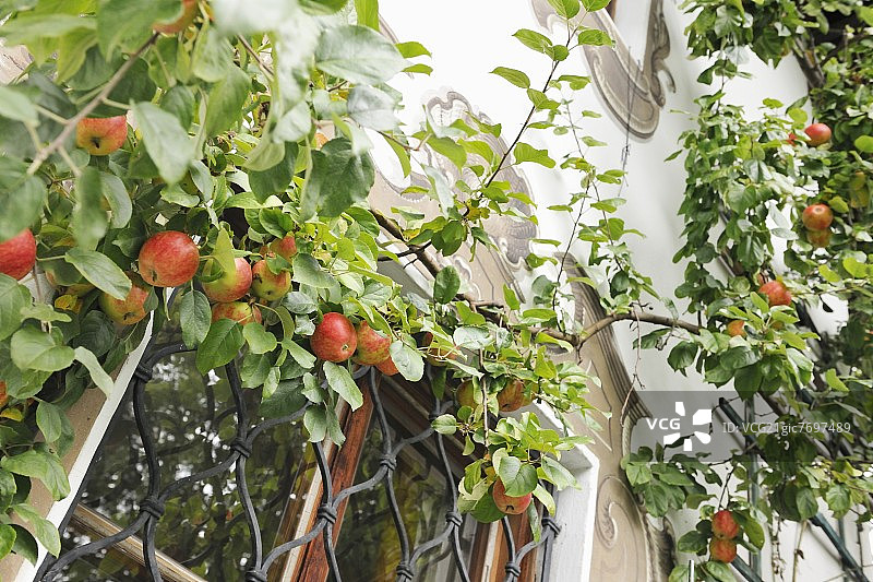 房屋墙壁上生长的苹果树（棚架）图片素材