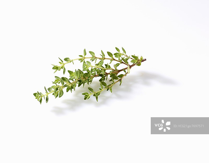 柠檬百里香图片素材