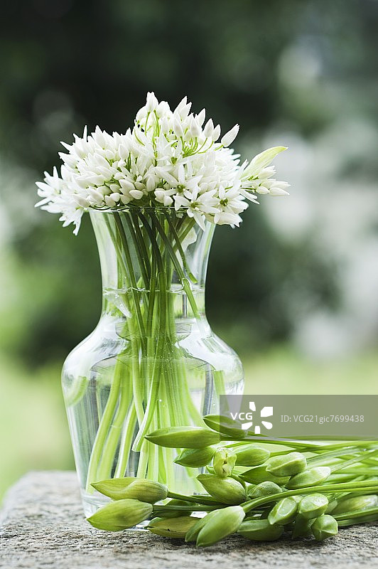 花瓶里含苞待放的熊葱花图片素材