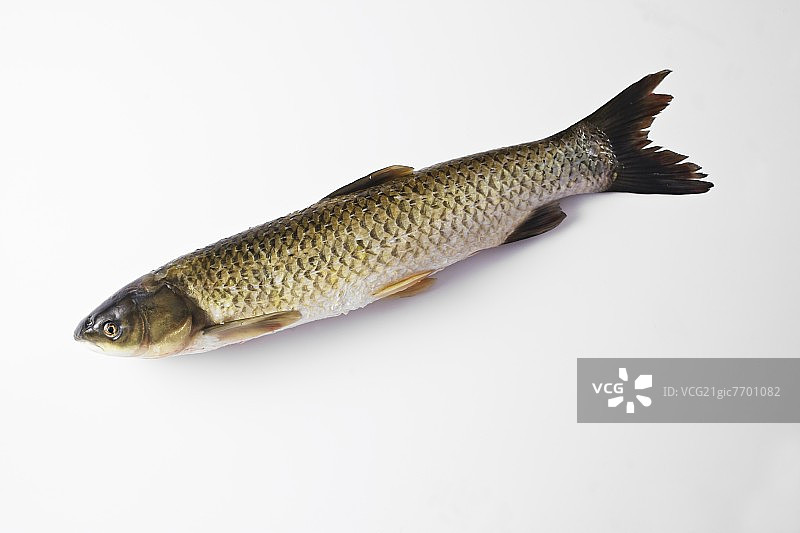 白色背景上的草鱼图片素材