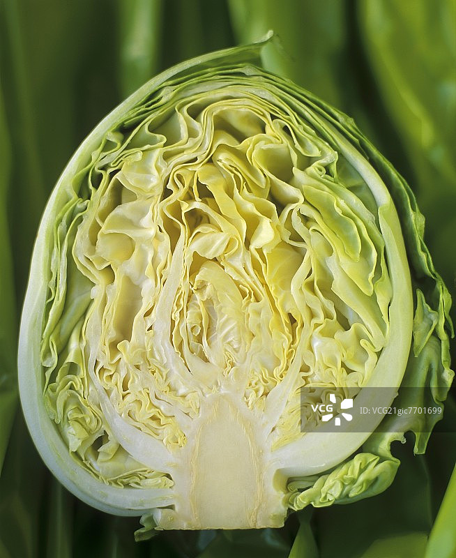 切成两半的白色卷心菜图片素材