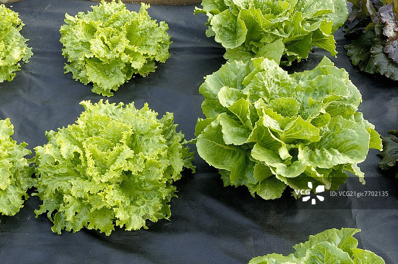 罗莎和罗马生菜与黑色塑料覆盖物图片素材