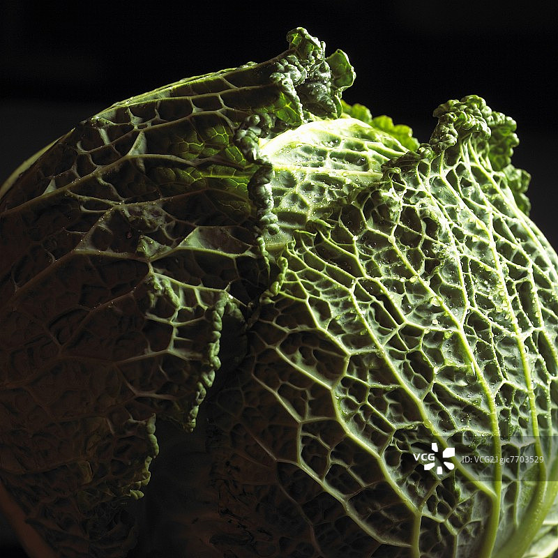 一整个皱叶甘蓝图片素材