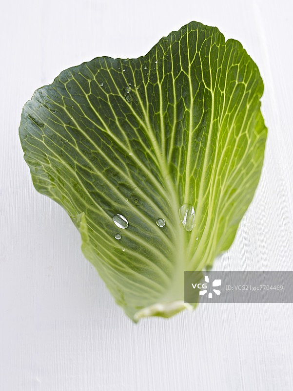 潮湿的白色卷心菜叶图片素材