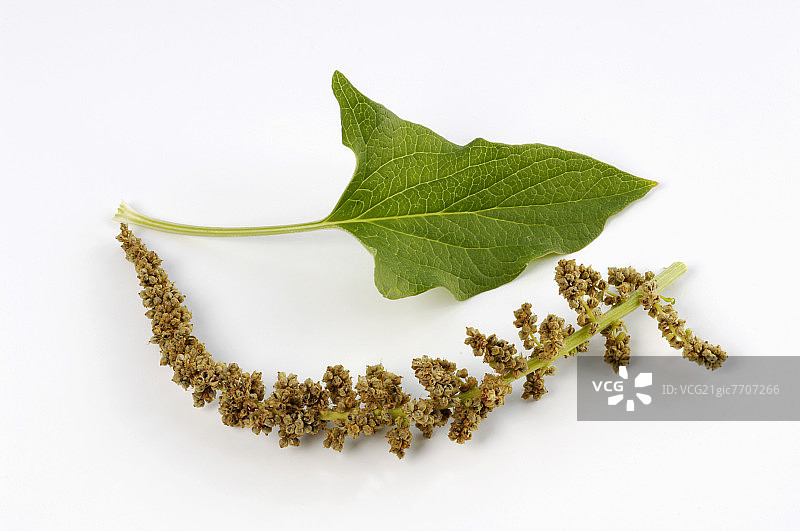 红藜（野生菠菜）图片素材