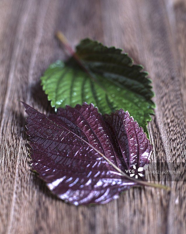 红色和绿色紫苏叶图片素材