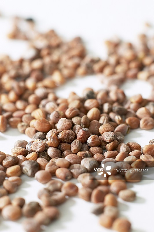 萝卜种子图片素材