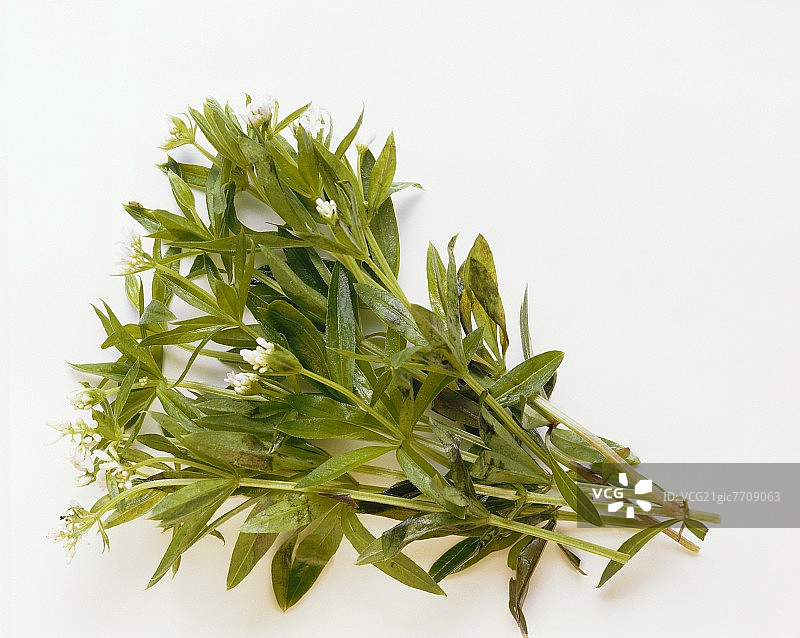 一束车叶草图片素材