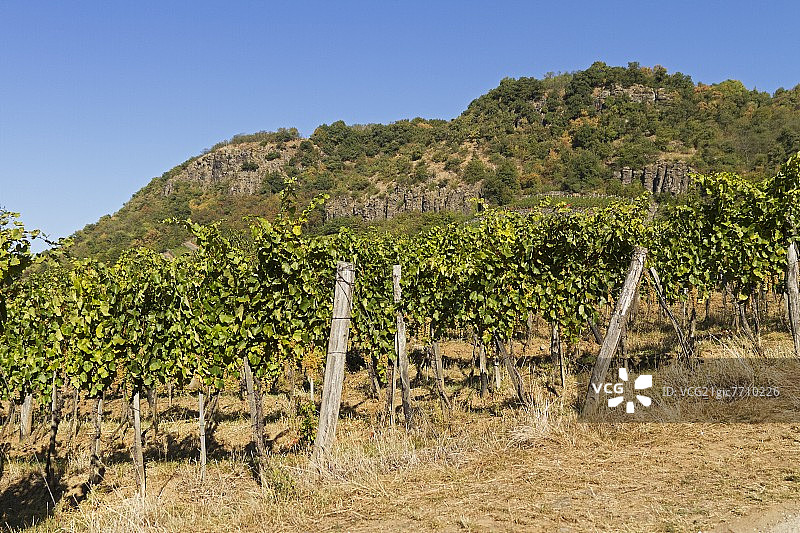 匈牙利维斯普雷姆地区的索姆洛黑吉葡萄园图片素材