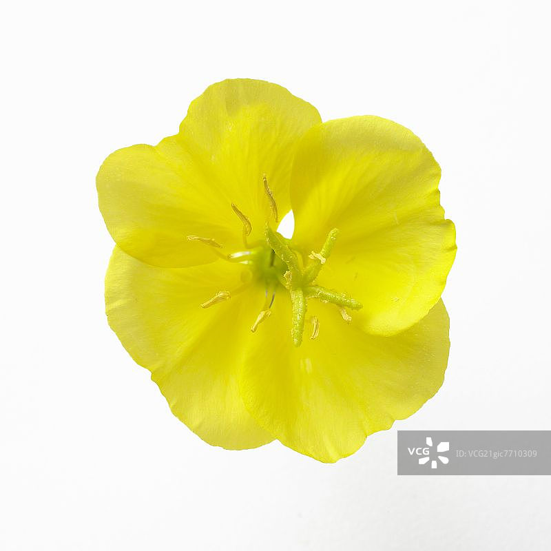 月见草图片素材