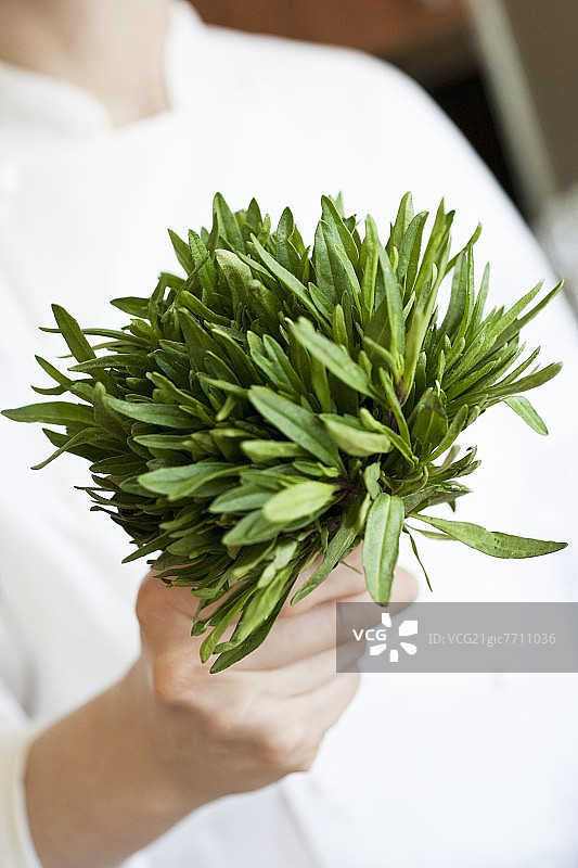 厨师手持新鲜香草图片素材