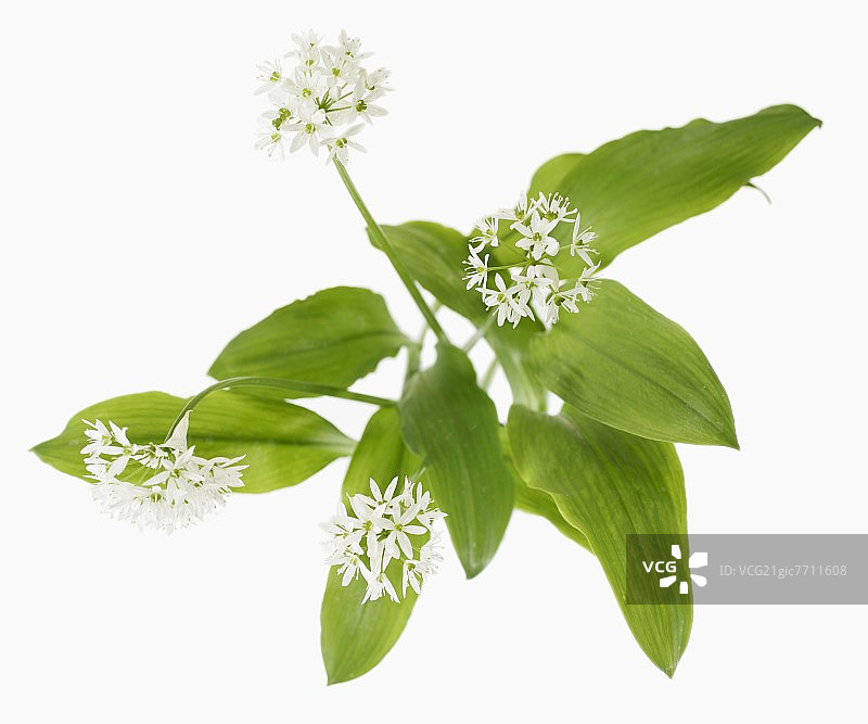 开花的熊葱（野蒜）图片素材