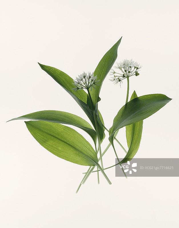 新鲜熊葱（野生大蒜）图片素材