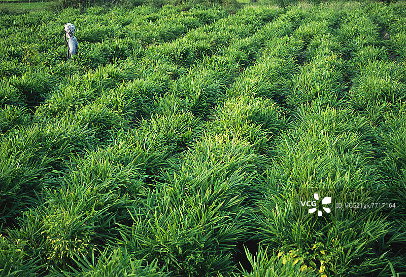 田野里的生姜植物图片素材