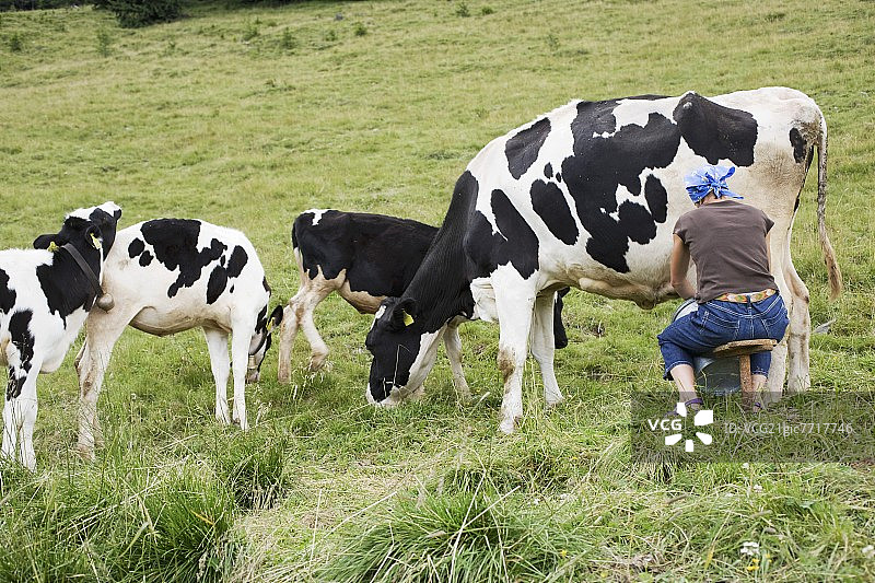 妇女在挤牛奶图片素材