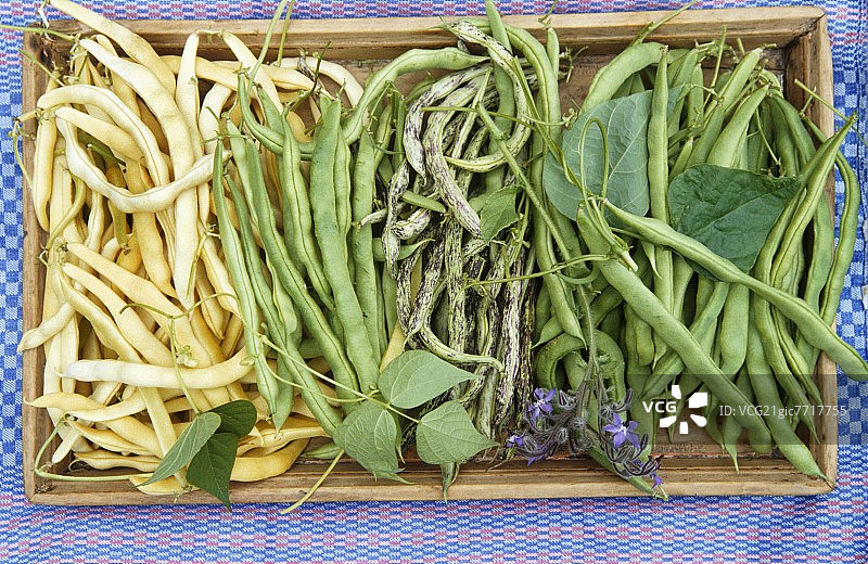 各种豆类的静物图片素材