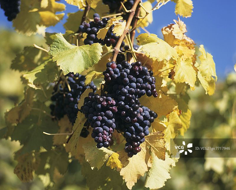 黑皮诺葡萄图片素材