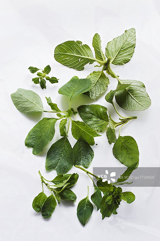 苋菜图片素材
