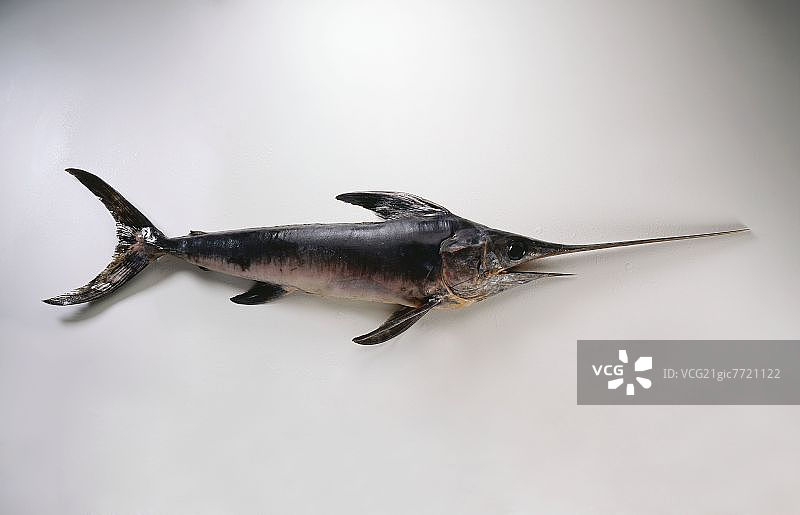 白色背景上的旗鱼图片素材