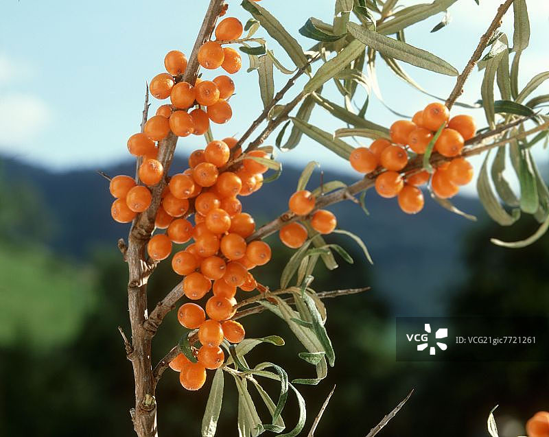 树枝上的沙棘浆果图片素材