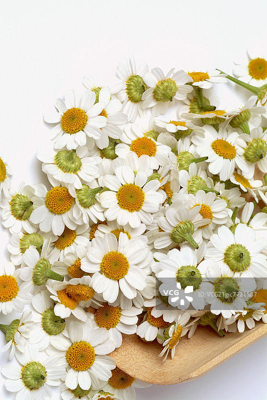 小白菊图片素材