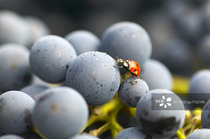 赤霞珠葡萄上的瓢虫图片素材