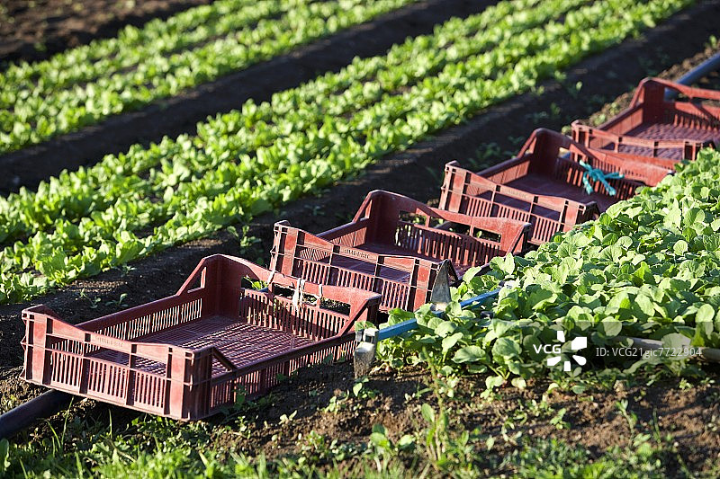 生菜田里的货箱图片素材
