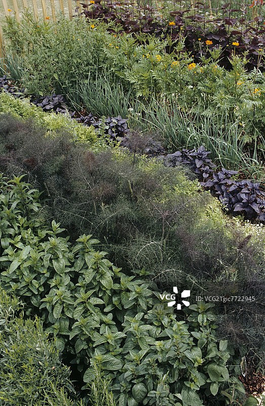 香草花园图片素材