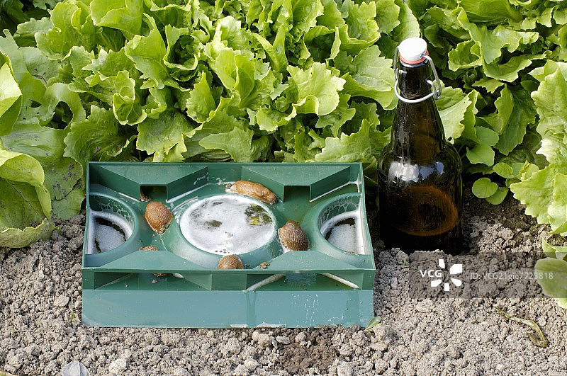 啤酒蛞蝓陷阱图片素材