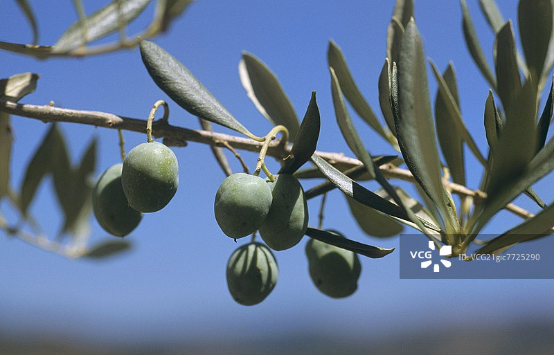 树枝上的青橄榄图片素材
