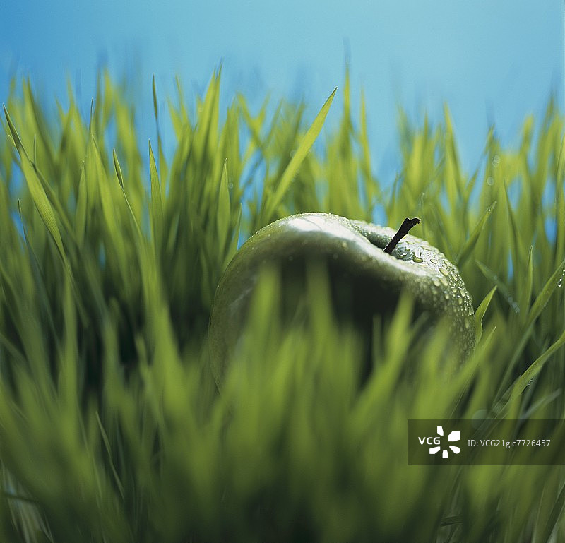 草地上的澳洲青苹果图片素材