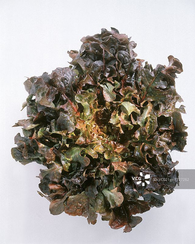 橡叶生菜头部图片素材