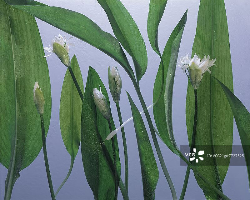 蒜（野蒜）叶和花图片素材