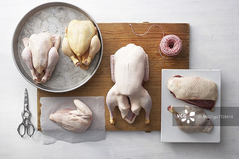 各种家禽的静物画图片素材