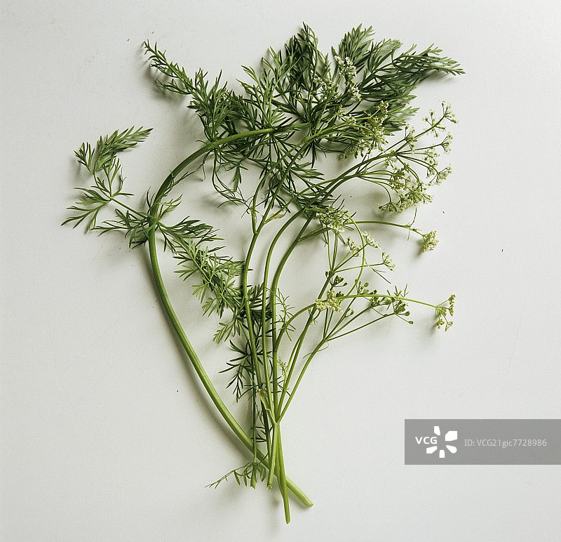 带花的香芹籽图片素材